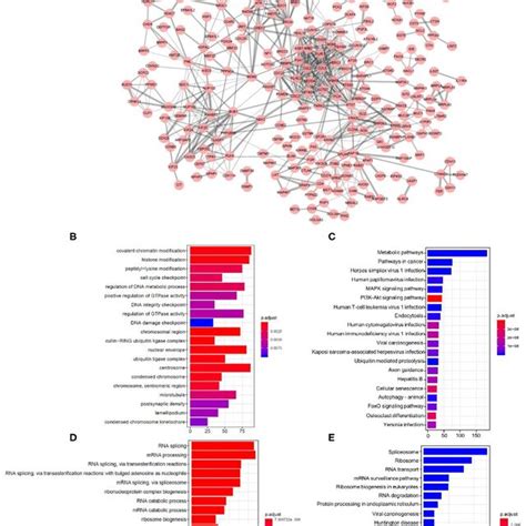 Construction Of The Proteinprotein Interaction Network And Functional