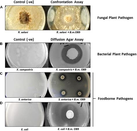 Frontiers Isolation And Characterization Of Biosurfactant Producing