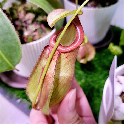 Nepenthes Mirabilis X N Veitchii Pink Pitcher Plant Carnivorous Insect Catcher Exotic