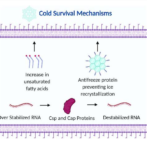 Examples Of Bacterial General Stress Response Stringent Response Is