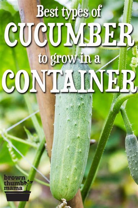 Best Types Of Cucumber To Grow In Containers In 2020 Growing