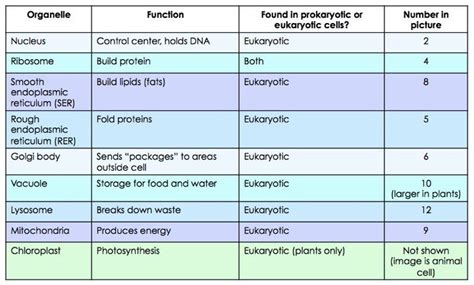 What Are Organelles? — Definition & Overview - Expii