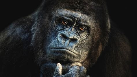 HD wallpaper: gorilla, mammal, western gorilla, face, head, portrait ...