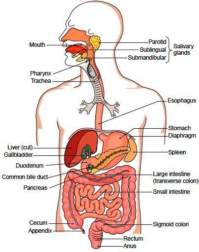 Top Imagenes Del Aparato Respiratorio Con Nombres En Ingles Hot Sex