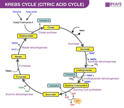 What does the TCA Cycle produce?