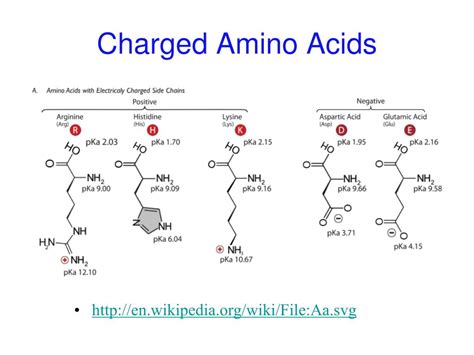 Ppt Chapter Amino Acids Peptides Proteins Powerpoint Presentation