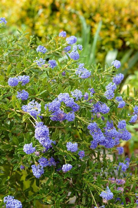 Plant Growers Australia Ceanothus Blue Pacific