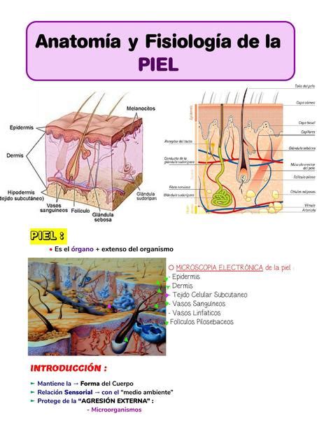 Anatomía Y Fisiología De La Piel Apuntes Med Udocz