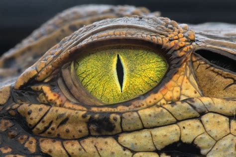 My Eyes Reptile Eye Crocodile Eyes Reptiles