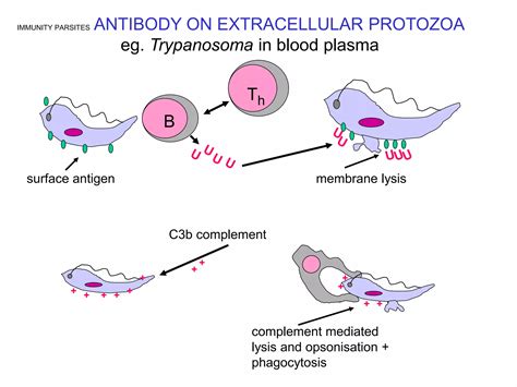 Immune Response Against Protozoappt