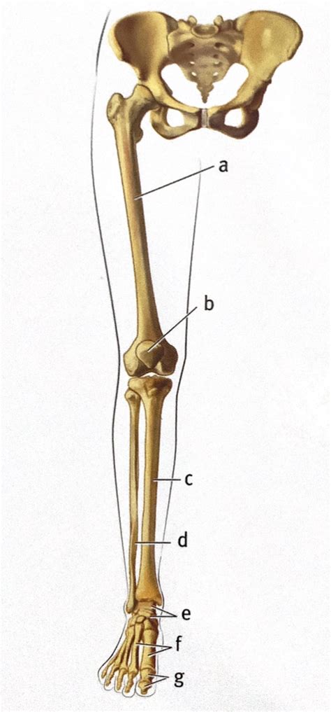 Right Lower Limb Anterior View Diagram Quizlet