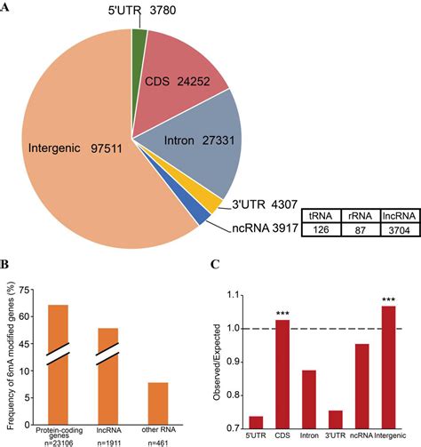 Frontiers N Methyladenine Dna Modification In The Woodland