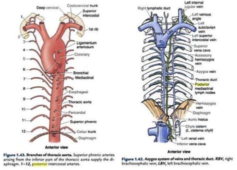 Brs Anatomy Qs Flashcards Quizlet