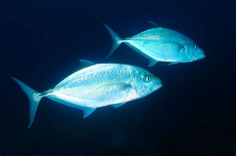 Seven Brothers Islands Gulf Of Aden Djibouti