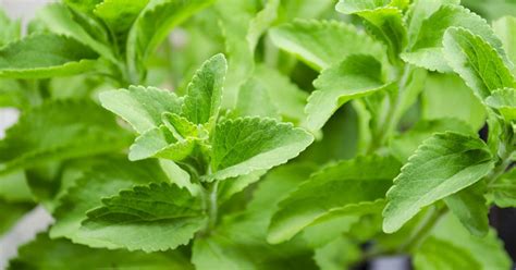 Stevia Plant Growing & Care Guide - The Garden Magazine