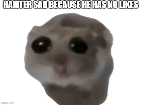 Sad Hamter Needs Likes Imgflip