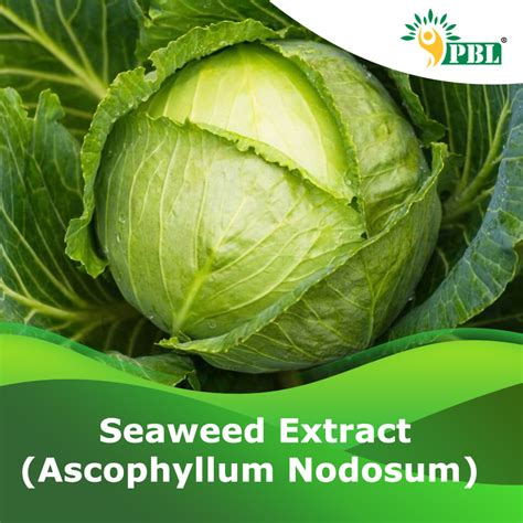 Seaweed Extract Ascophyllum Nodosum Peptech Bioscience