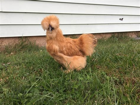 Buff Silkie Bantam Day Old Baby Chicks Chickens For Backyards