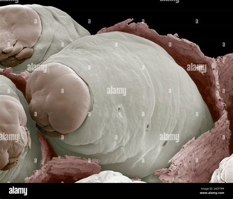 Paper Wasp Polistes Sp Larvae Coloured Scanning Electron Micrograph