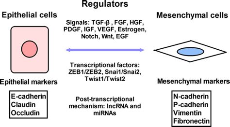 Regulatory Network In Emt And Met Emt Can Be Regulated By Many