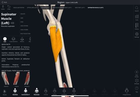 Anatomy Week Musculature Of The Upper Limb Cont Flashcards Quizlet