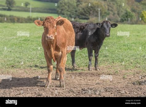 Young Bull Looking At Camera For Uk Livestock Farming British Beef