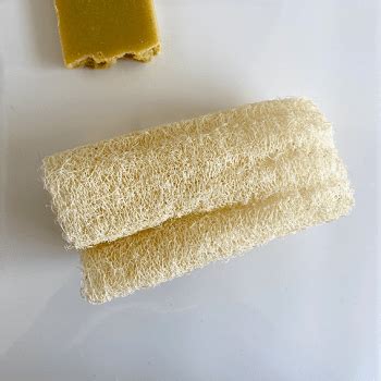 Qué es cómo se cultiva y para qué sirve la luffa Salix