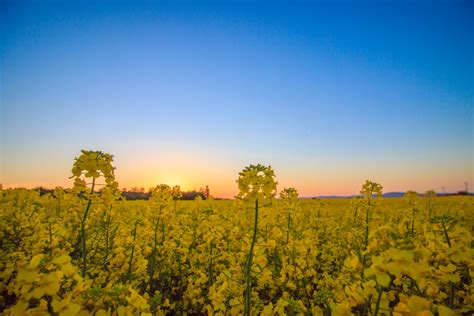 Free Images Landscape Tree Nature Horizon Blossom Sky Sunrise