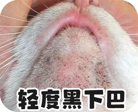 猫咪黑下巴别挤别抠！内含最全治愈攻略 知乎