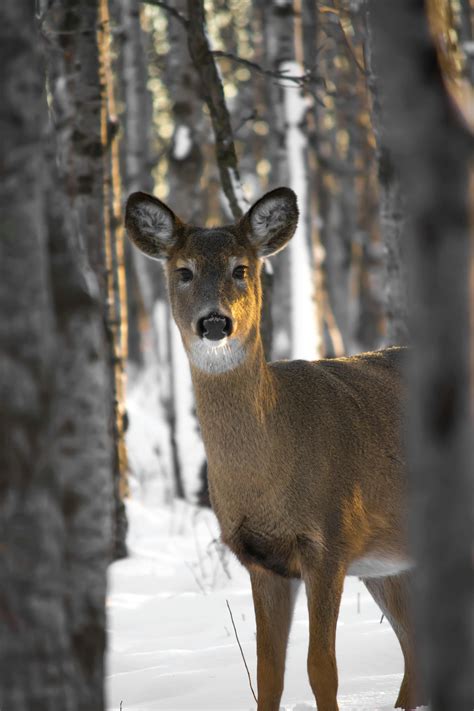 Photo Of Reindeer In The Snow · Free Stock Photo