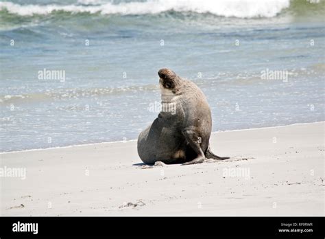 The Male Sea Lion Has Just Come Out Of The Water And Is Walking On The