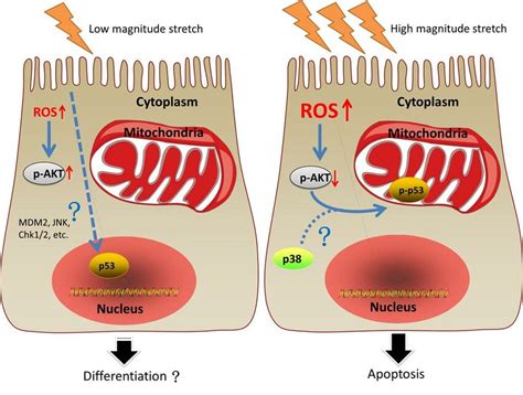 An Illustrative View Of The Different Fate Of C2c12 Myoblasts Under Lms