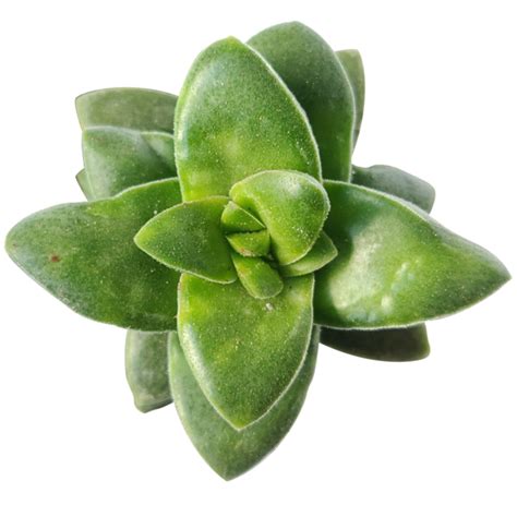 Crassula Springtime Succulent Fully Rooted With Care Guide Succulents Box