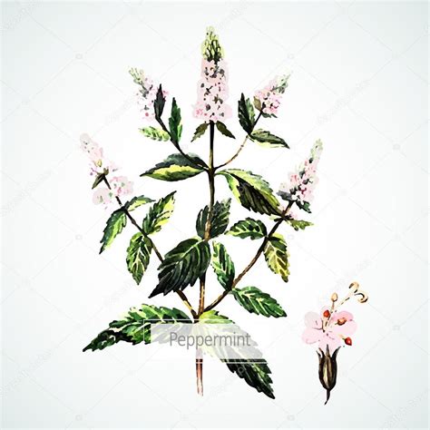 Watercolor Peppermint flowers — Stock Vector © Ann_art #64040515