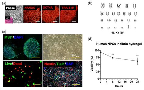 Neural Progenitor Hydrogel Patch From Human Induced Pluripotent Stem Download Scientific