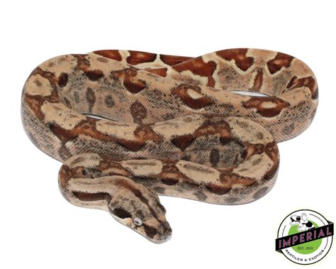 VPI Pink Panther Colombian Boa For Sale - Imperial Reptiles – IMPERIAL ...