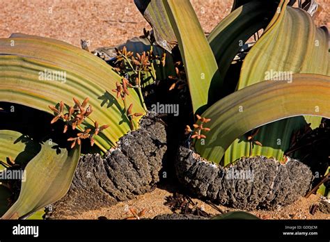 Welwitschia Welwitschia Mirabilis Living Fossil Plant Namib Desert