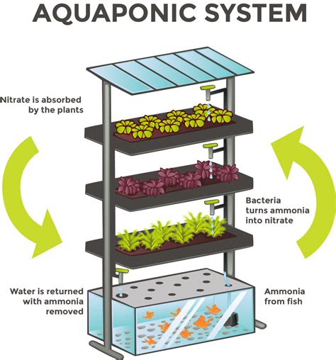 Aquaponics Combines Aquaculture Fish Farming And Hydroponics Growing