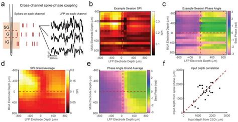 Cross Channel Spike LFP Phase Coupling Reversal Correlates With