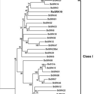 Phylogenetic Relationship Of Two Radish And Other Srk Genes Isolated