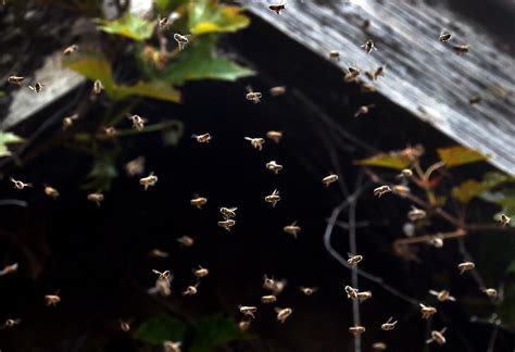 Veterinarios Que Cuidan La Salud De Las Abejas Infobae