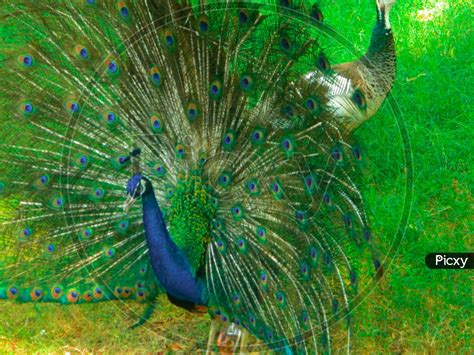 Dancing Peacock Images In Rain