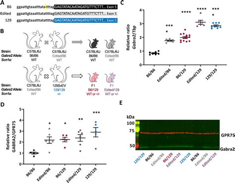 Editing Of Gabra2 B6 Allele Normalizes Expression Relative To 129 A