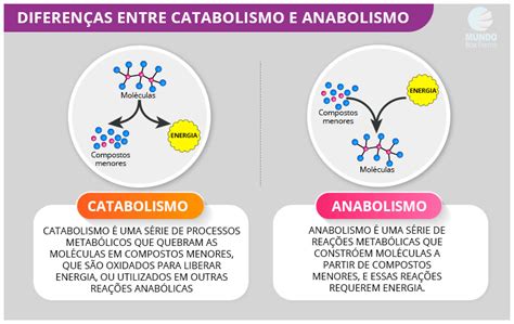 Diferenças Entre Anabolismo E Catabolismo - O que é anabolismo e catabolismo? - MundoBoaForma
