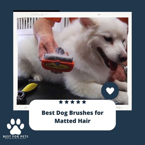 The 10 Best Dog Brushes For Matted Hair of 2022