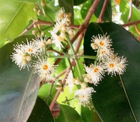 syzygium cumini eugenia jambolana lam   jambul