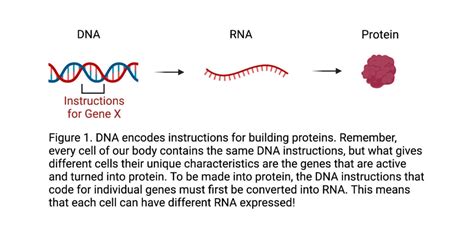 What Is Rnaseq Tess Research Foundation