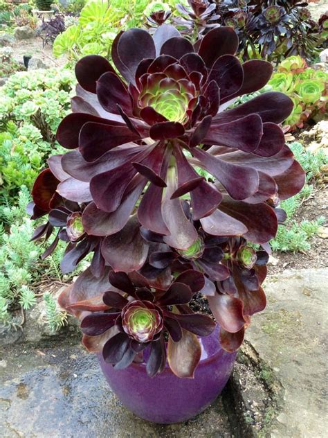 Aeonium Voodoo Giant Red Aeonium