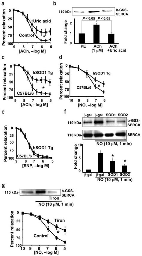 Role Of Intracellular ONOO In GSS SERCA Formation And Arterial