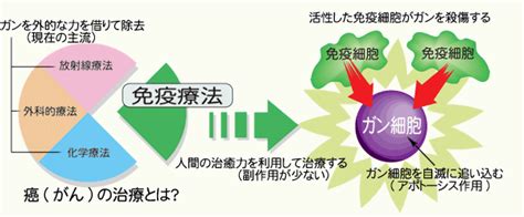 免疫療法とは？ 免疫を活性化させる療法の総称：がんが治る？